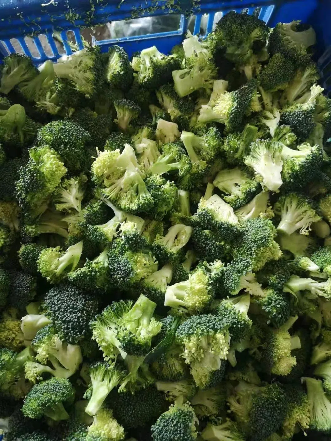 High Quality Fresh Broccoli IQF Broccoli Frozen Broccoli