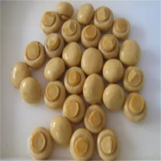 中国最高品質の健康食品キノコの丸ごと缶詰